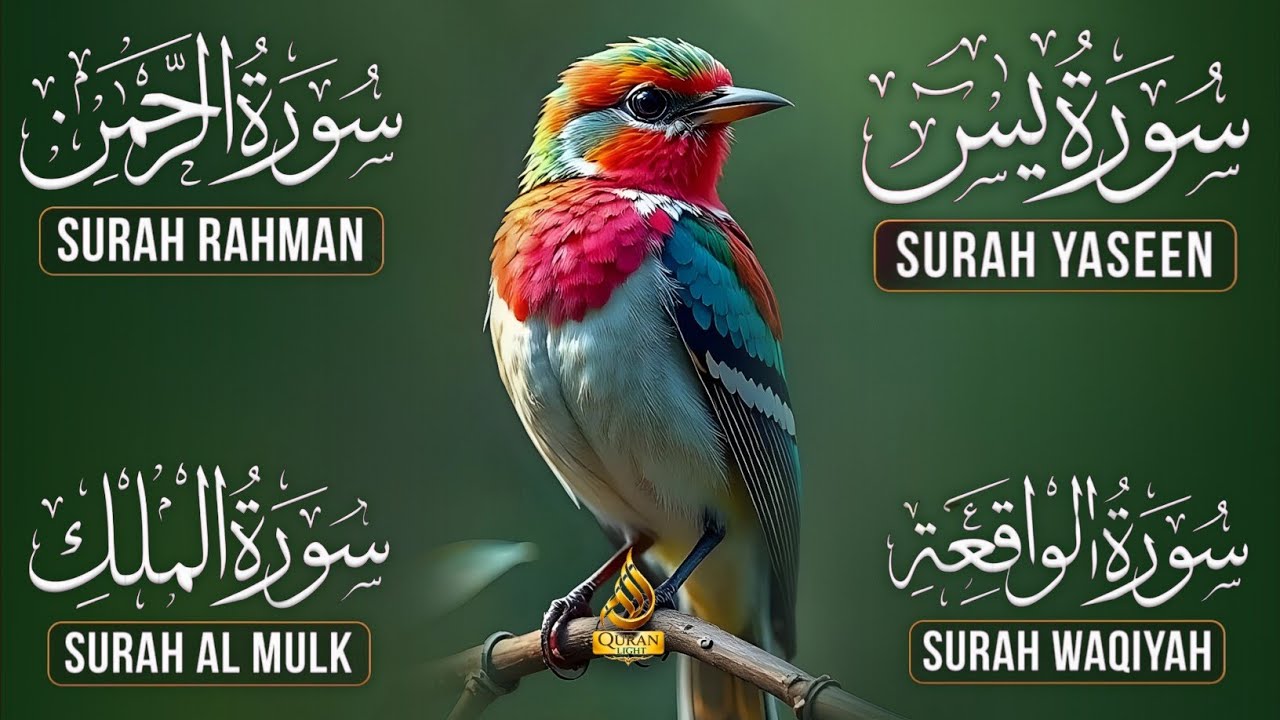 Surah Yasin | Surah Rahman | Surah Waqia | Surah Mulk | Full HD | Quran Hour | Alaa Aqel