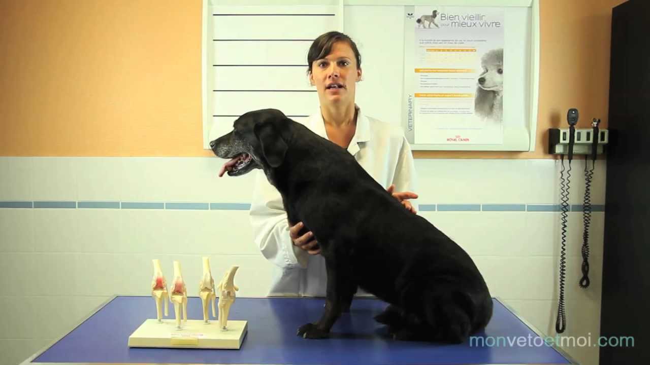 L'arthrose chez le chien