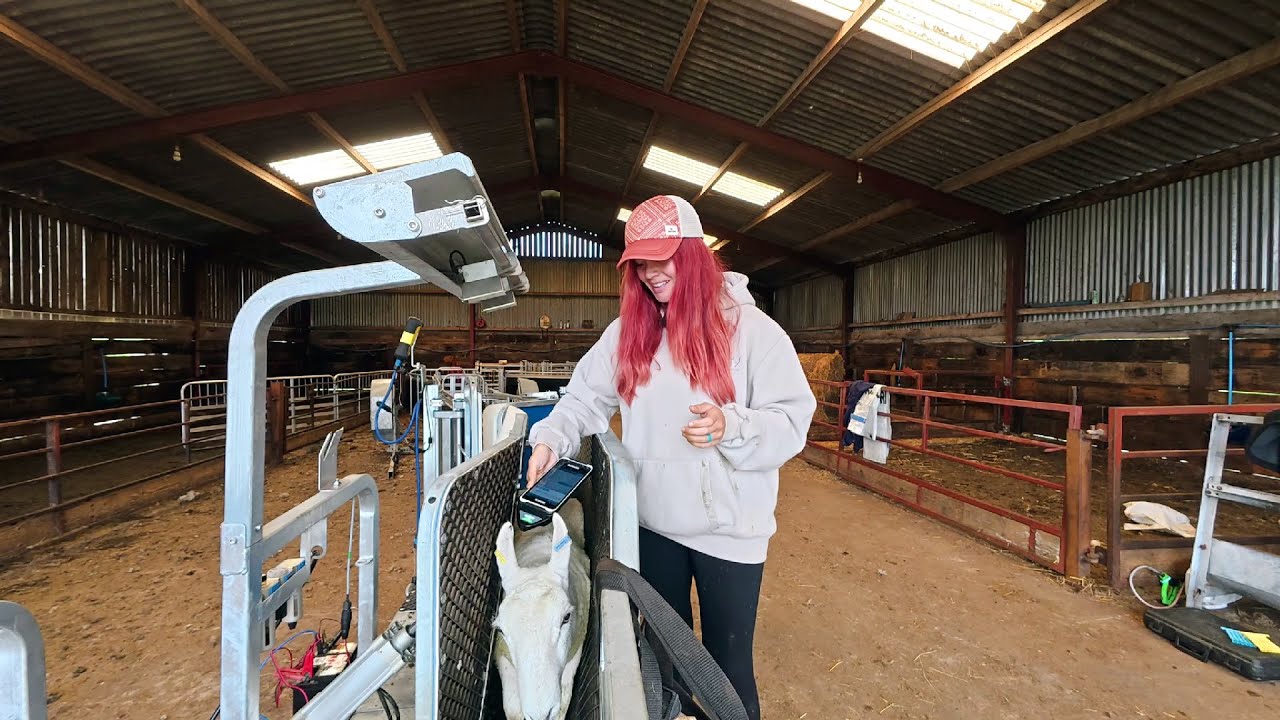 Sheep Recording Made Easy | The Red Shepherdess Using MyFarmWorks & Shearwell X6