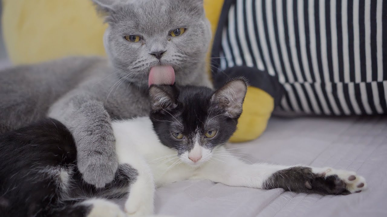 お母さんの愛情不足だった保護子猫を自分の子供のような思うようになった猫