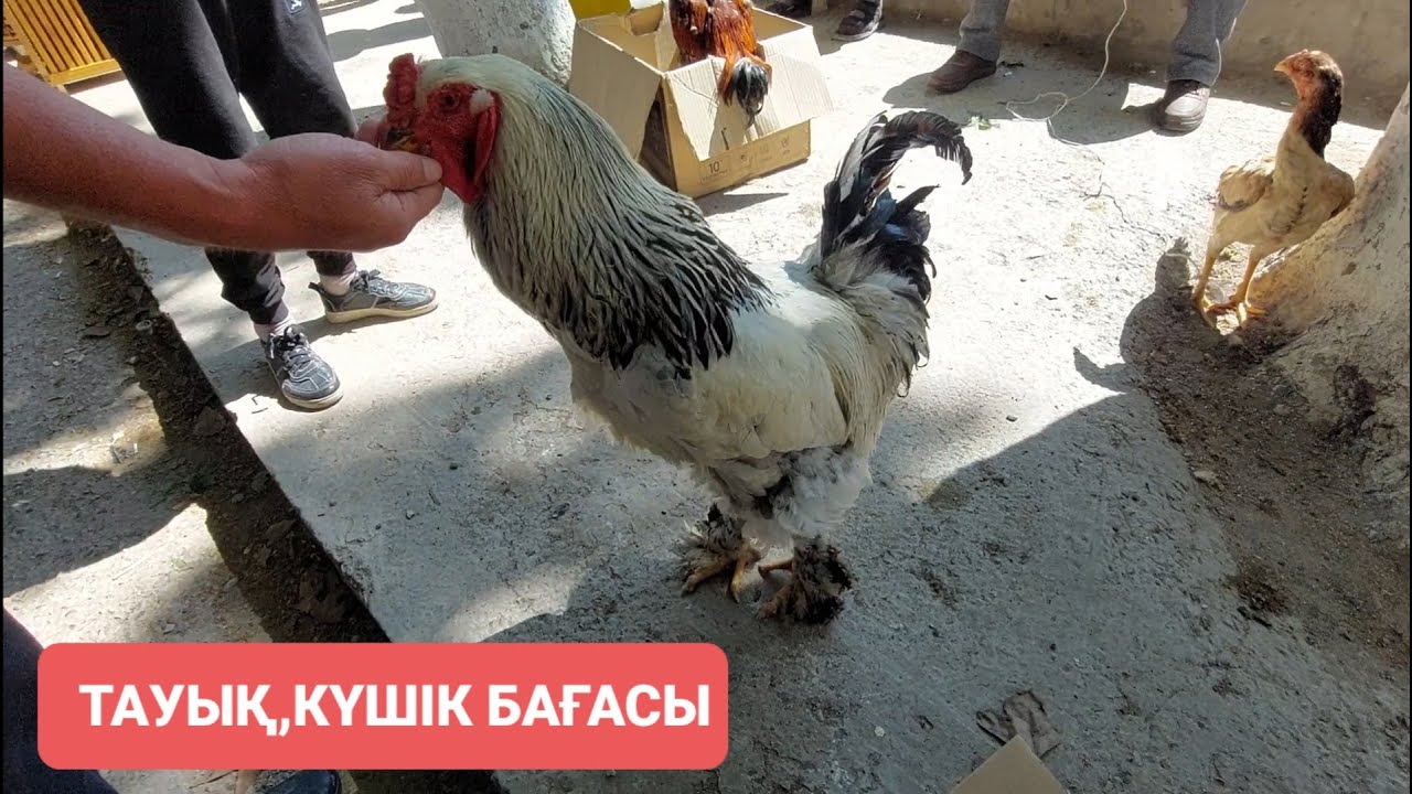 Шымкент тауық, күшік бағасы 28.04.24ж