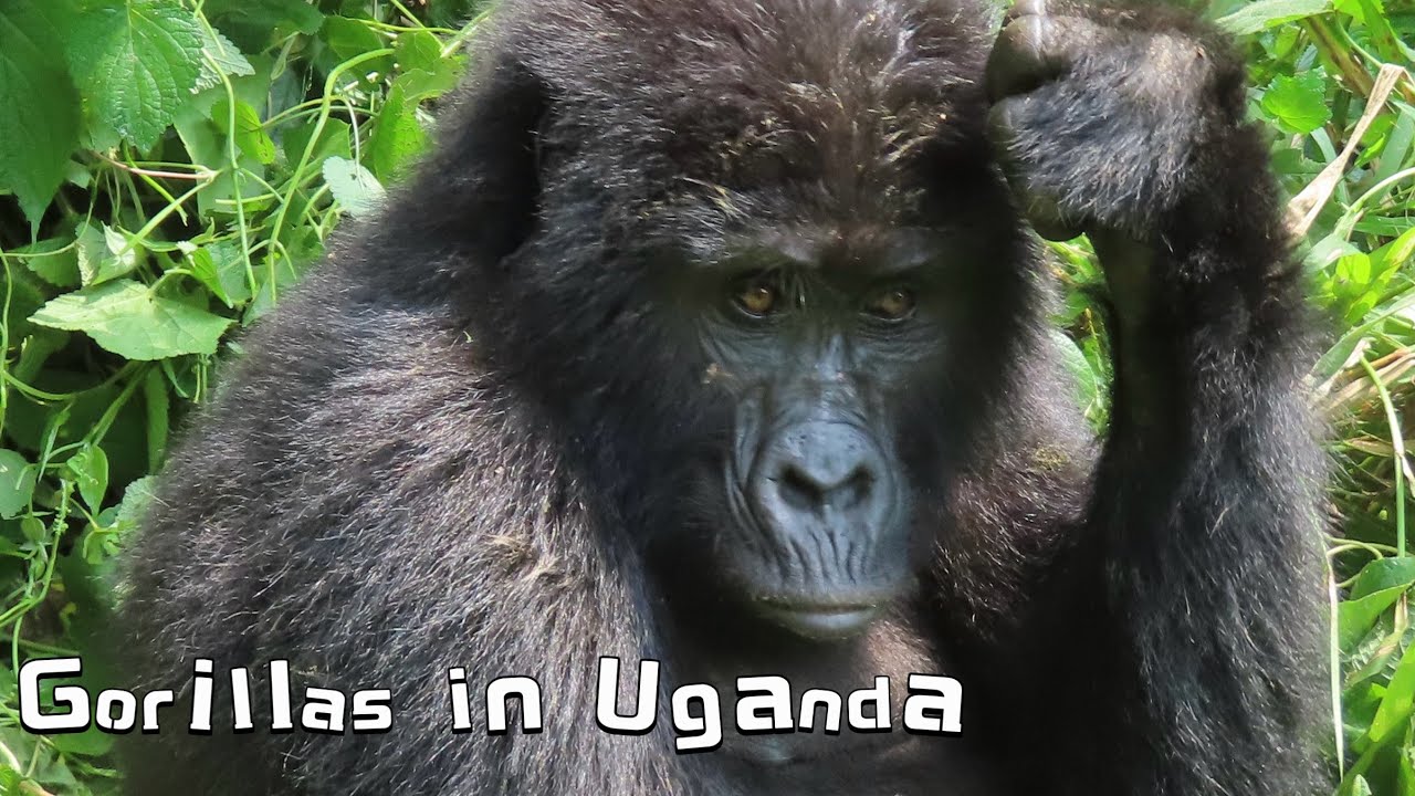 Mountain Gorillas in Uganda