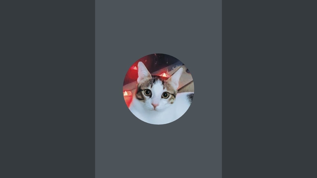 Just Love Cats is live