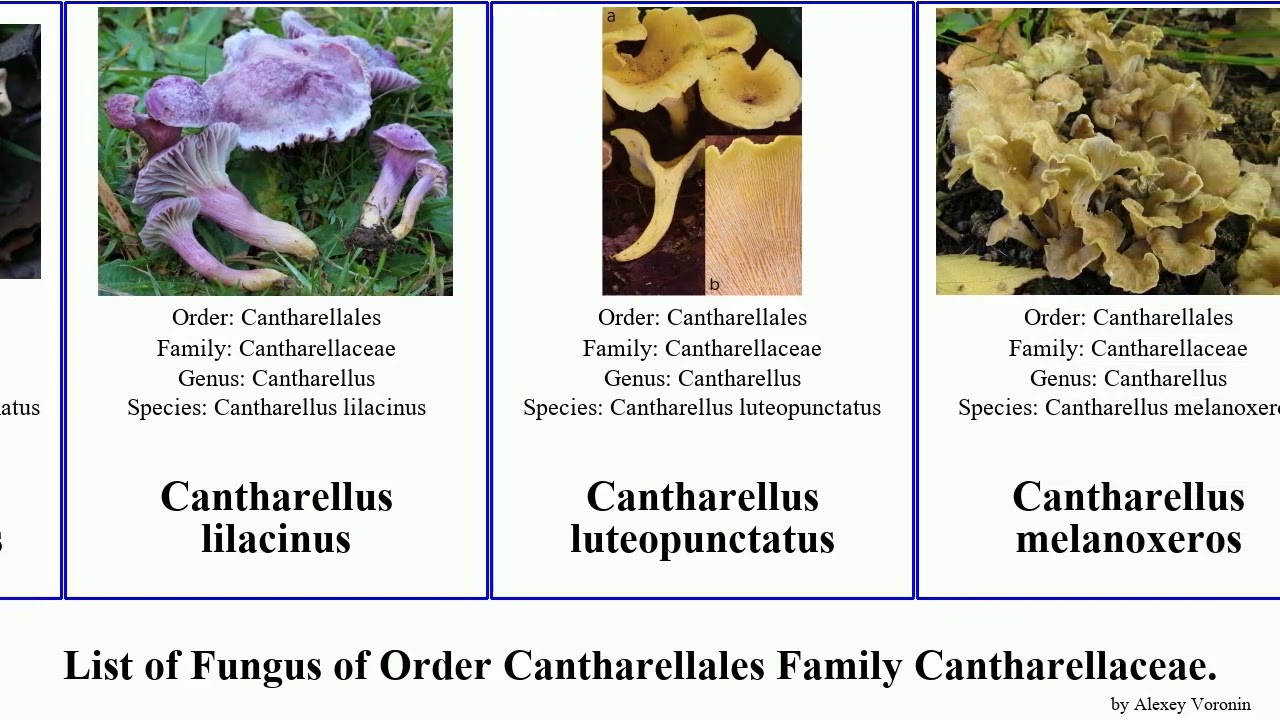 List of Fungus of Order Cantharellales Family Cantharellaceae. cantharellus craterellus minor horn