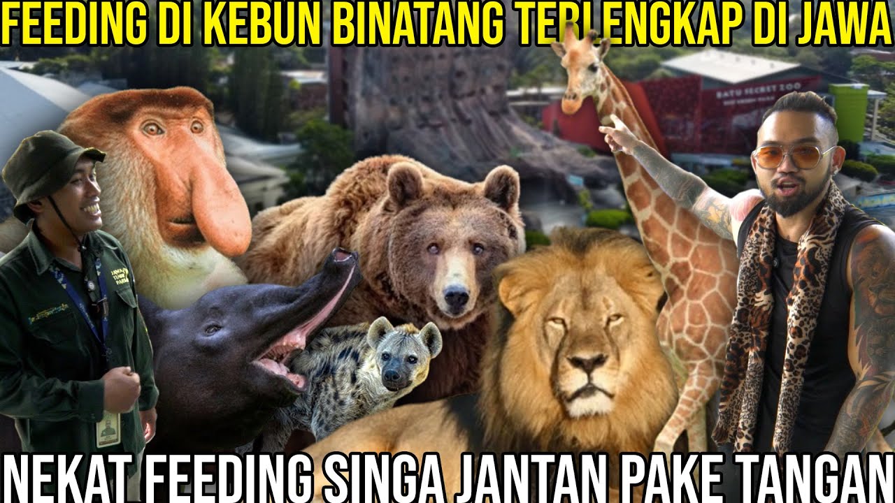 FEEDING DI KEBUN BINATANG TERLENGKAP DI JAWA NEKAT FEEDING SINGA JANTAN PAKE TANGAN
