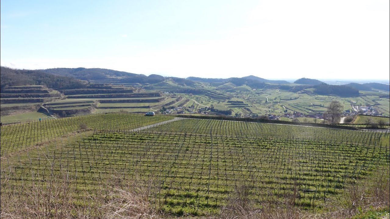 Oberrotweil Oberbergen - Kaiserstuhl (Schwarzwald)
