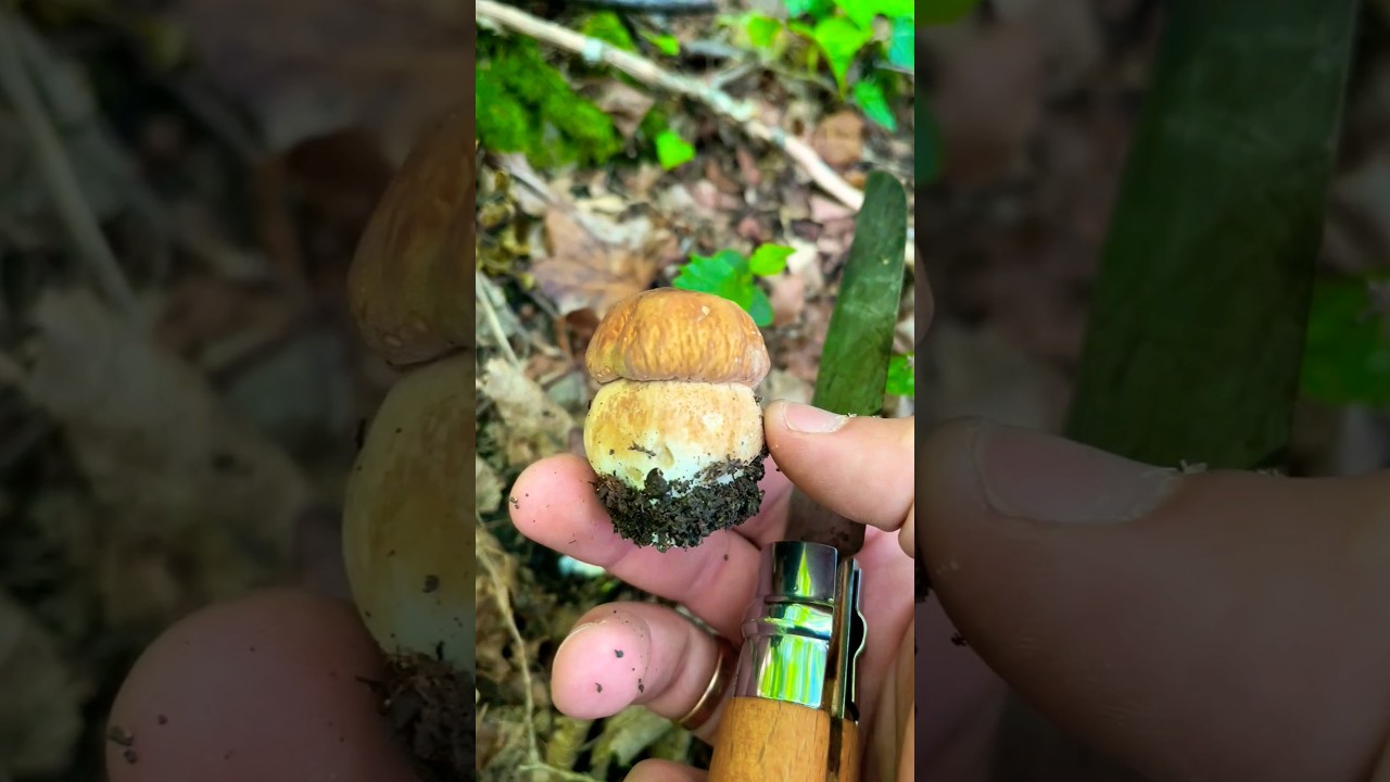 Белый гриб сетчатый 🤍 reticulatus. Боровик. Белый гриб Tubiporus aestivalis&nbsp;Paulet Boletus stivalis
