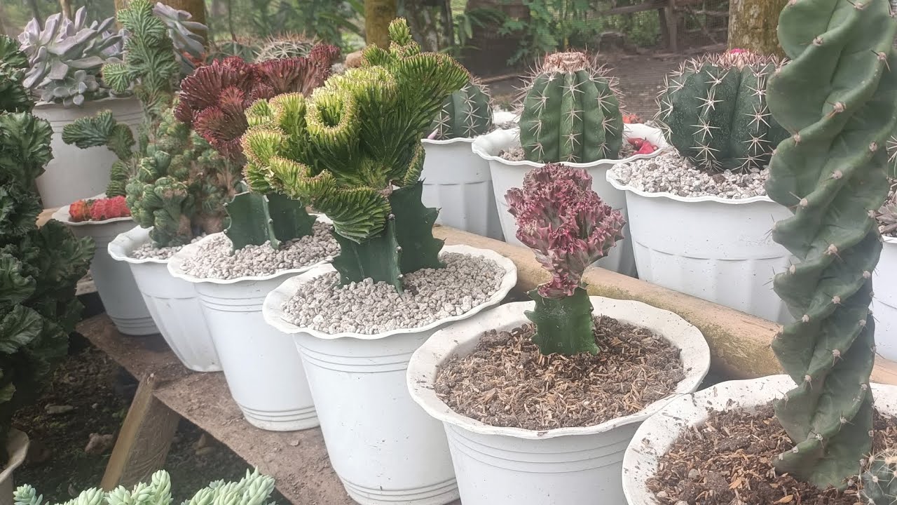 Unboxing and Planting Rare Cactus !