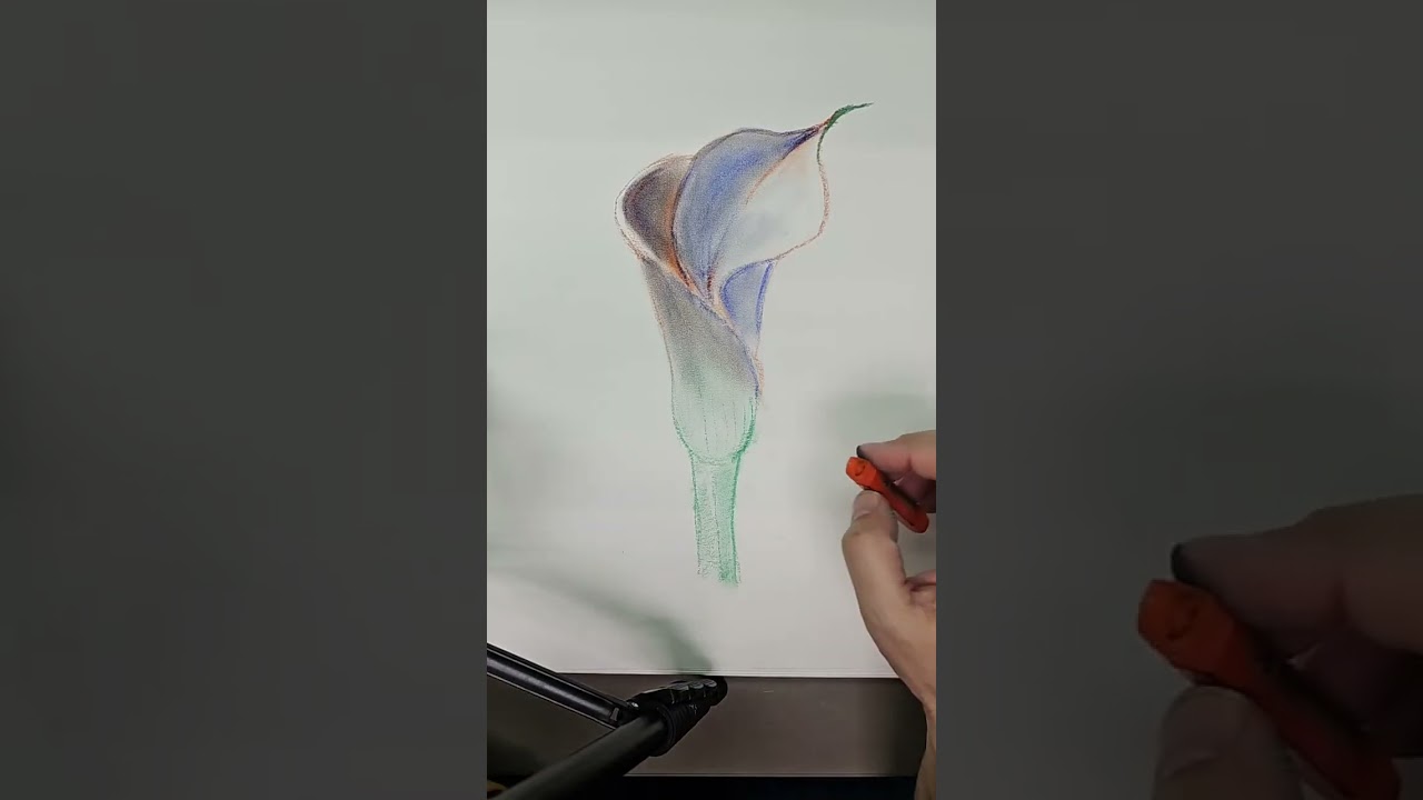Drawing a lilly with color pastels 