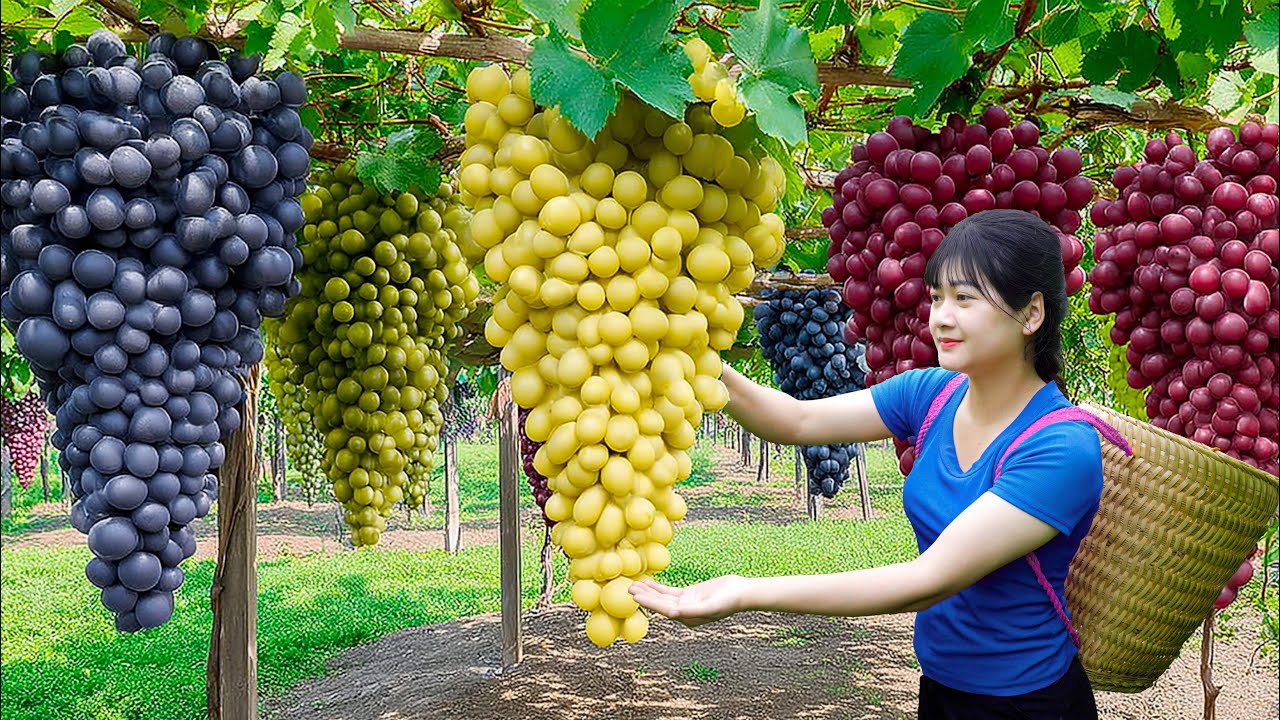 Ly Trieu Ca: Harvesting sweet giant Japan seedless grape - How to traditional grape sauce in village