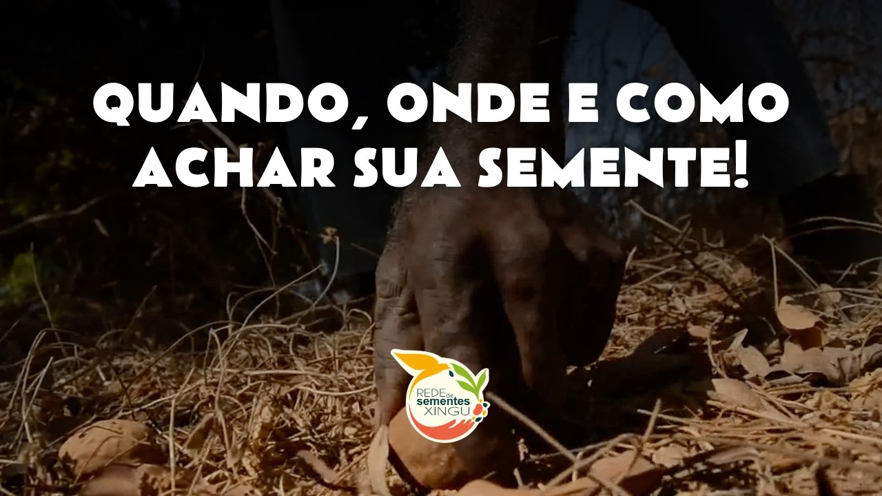 Como coletar sementes florestais