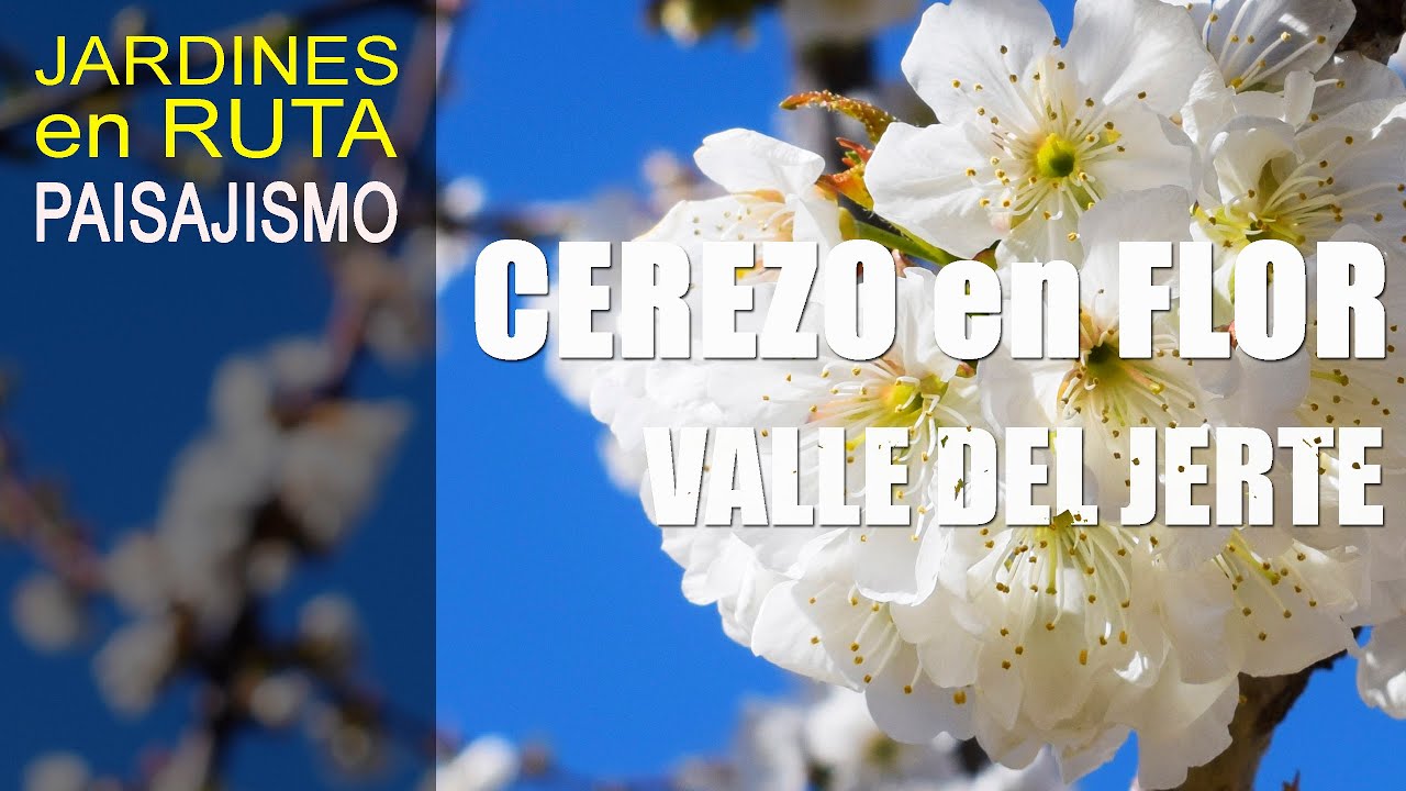 CEREZO en FLOR - VALLE del JERTE  [JARDINES en RUTA #01]