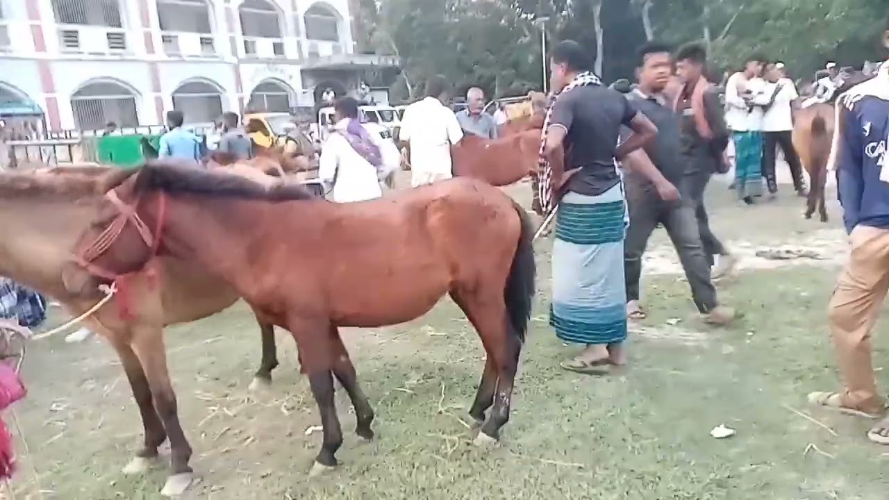ঘোড়ার হাট | তুলসীপুর সবচাইতে বড় ঘোড়ার হাট ছোট বড় সব ধরনের ঘোড়া পাওয়া যায়