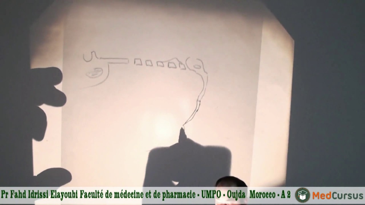 Fosses Nasales - Partie 2 -  Pr  Fahd  Idrissi  Elayoubi
