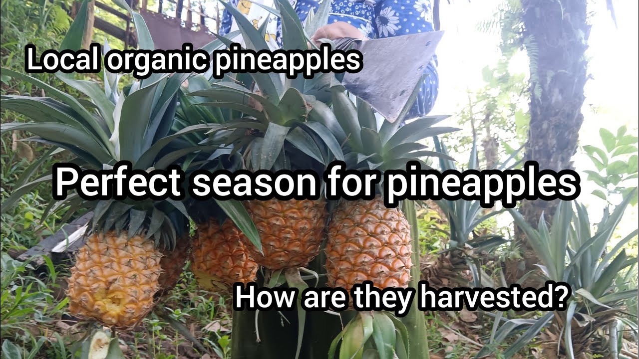 PINEAPPLE SEASON | LOCAL, ORGANIC PINEAPPLES ON MY FARM ( CHECK OUT) 