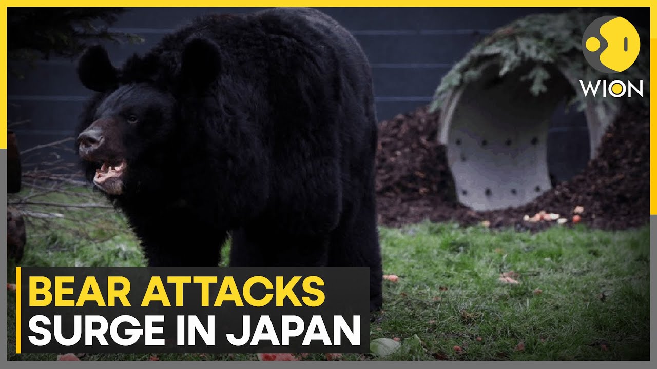 At Least 12 Fatalities Caused By Bear Attacks In Japan, Travel Advisories Issued | WION