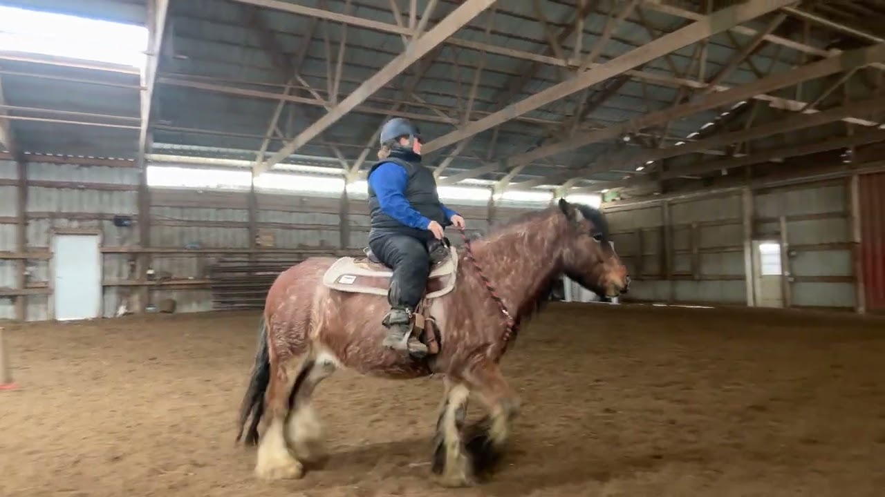 ILHA training level intermediate bridleless