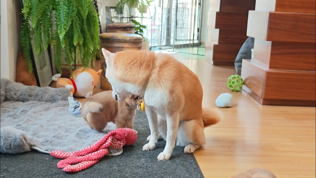 Now now Suki!
