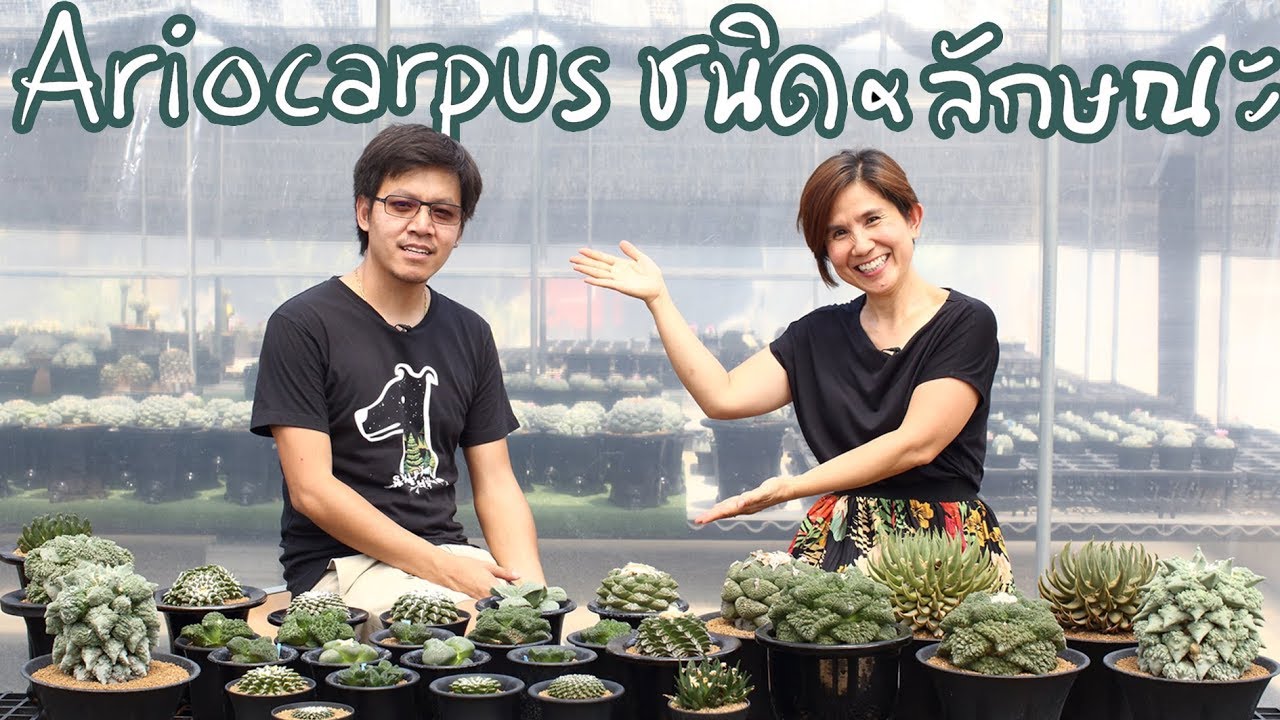 Ariocarpus ชนิดต่างๆ ดั้งเดิม ลูกผสม หายาก จากสวน Mr.Baso | Cactus Journey EP.26