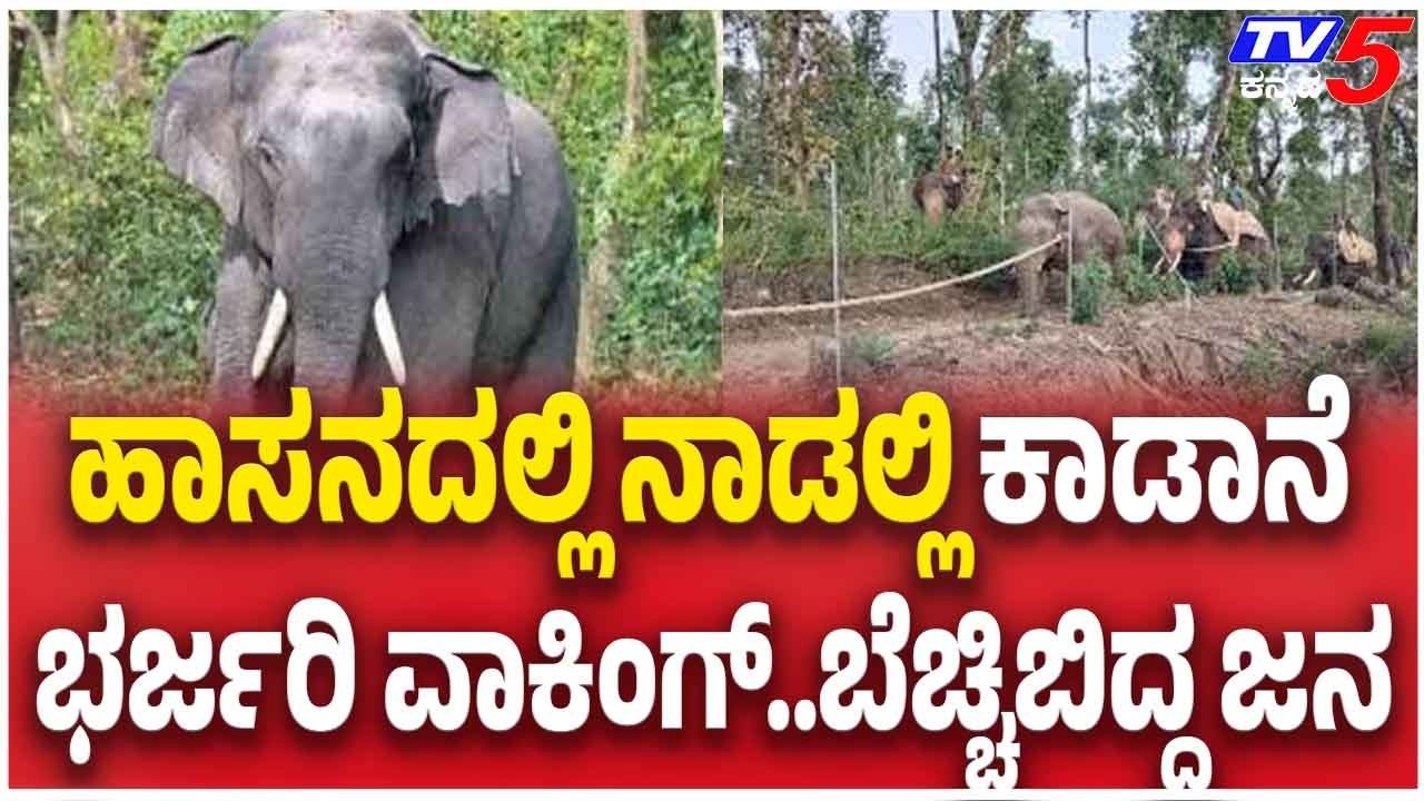 ಹಾಸನದಲ್ಲಿ ನಾಡಲ್ಲಿ ಕಾಡಾನೆ ಭರ್ಜರಿ ವಾಕಿಂಗ್..ಬೆಚ್ಚಿಬಿದ್ದ ಜನ |Wild Elephant Strays into Village in Hassan