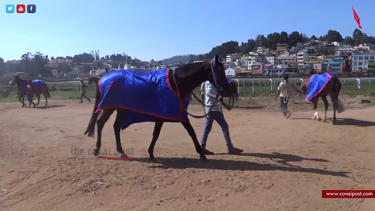 Ooty gets ready for annual horse race