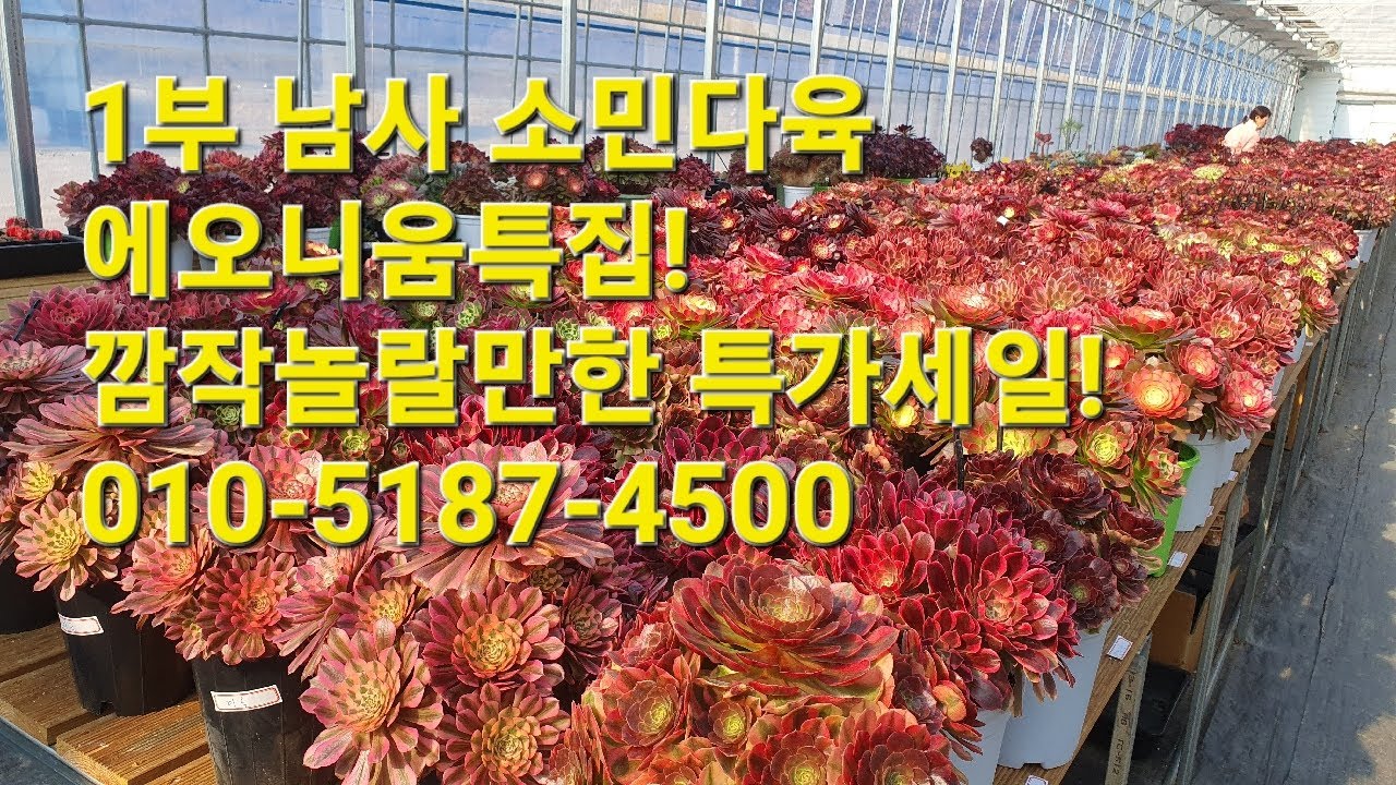 1부 남사 소민다육 에오니움특집!깜작놀랄만한 특가세일!010-5187-4500