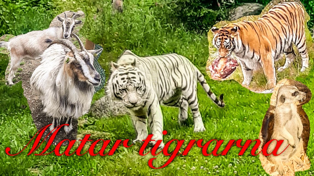 🐴🐽🦘🐐🐻🐅🦙Besöker Junsele djurpark 1🐴🐽🦘🐐🐻🐅🦙