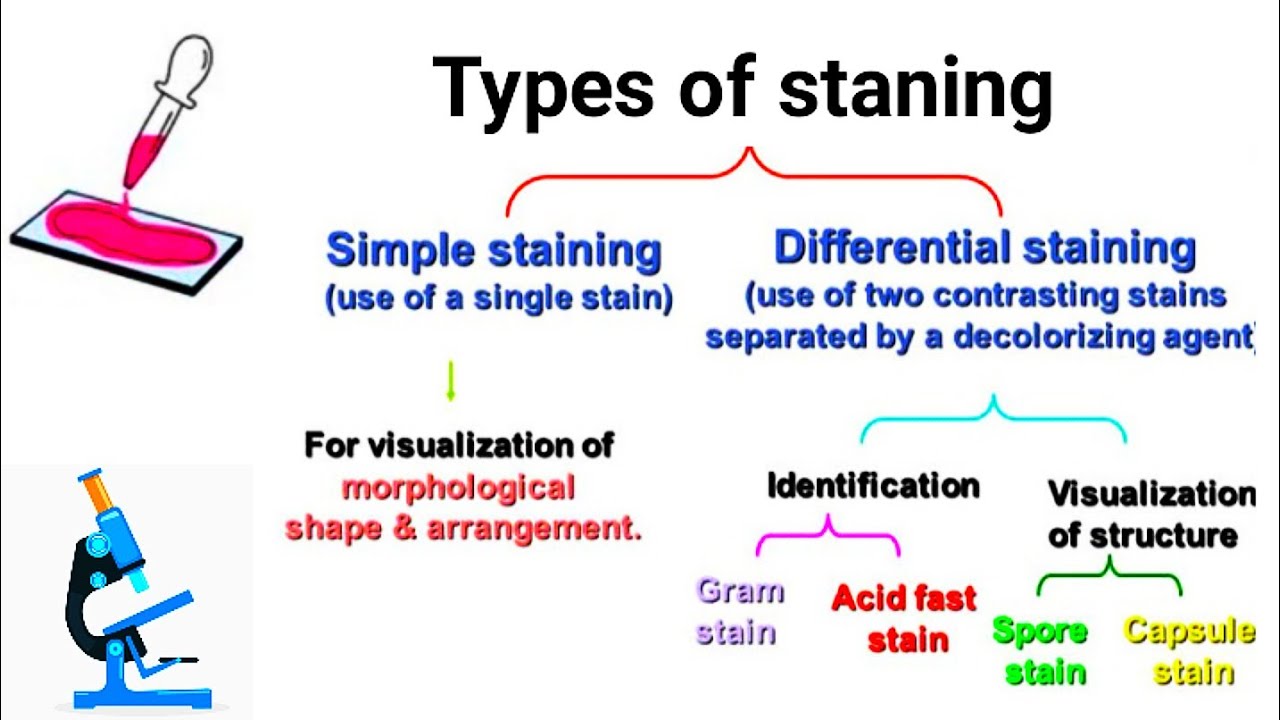 Types of staining || Comman Staning techniques || Part -1