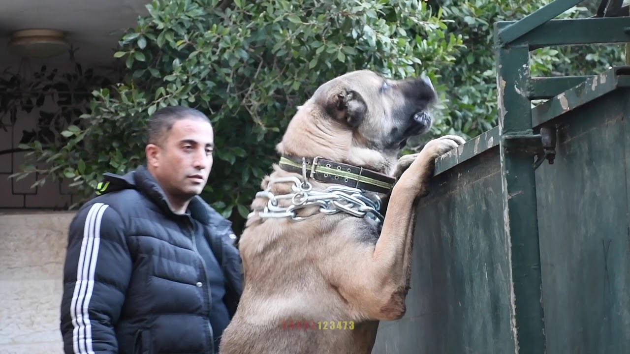 اخراج كلب الكانجال العملاق من قفصه مع جمال العمواسي