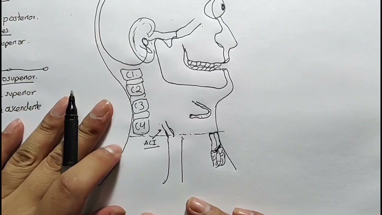 Anatomía: arterias de cabeza y cuello parte 3. Arteria carótida externa