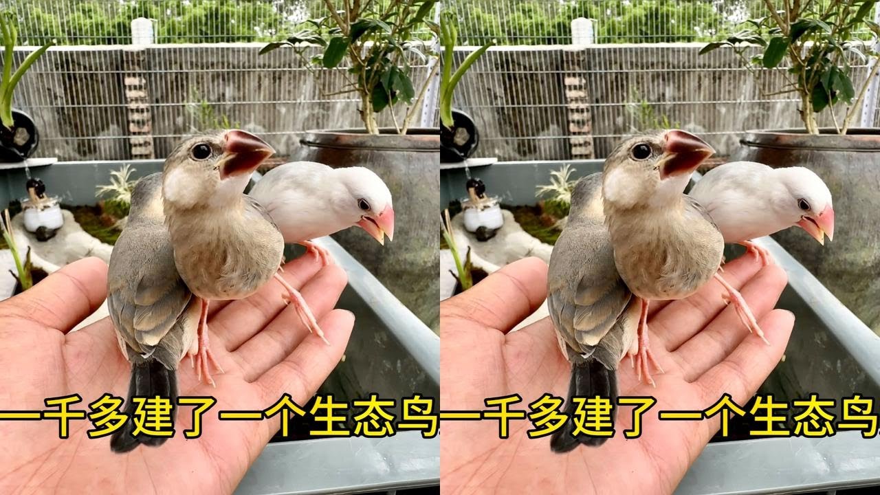 花一千块建了一个生态鸟笼，相信这些小家伙住在里面肯定很舒适