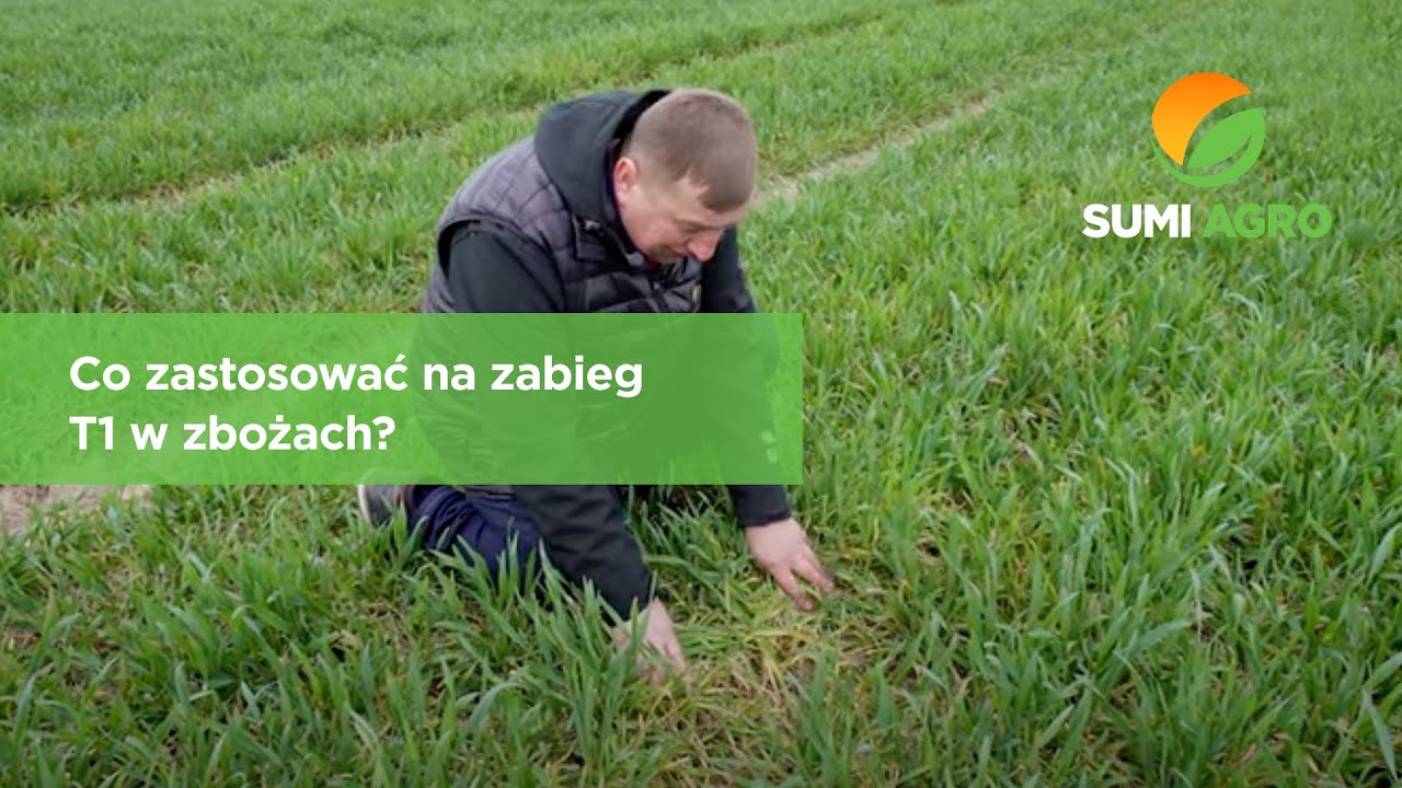 Co zastosować na zabieg T1 w zbożach?