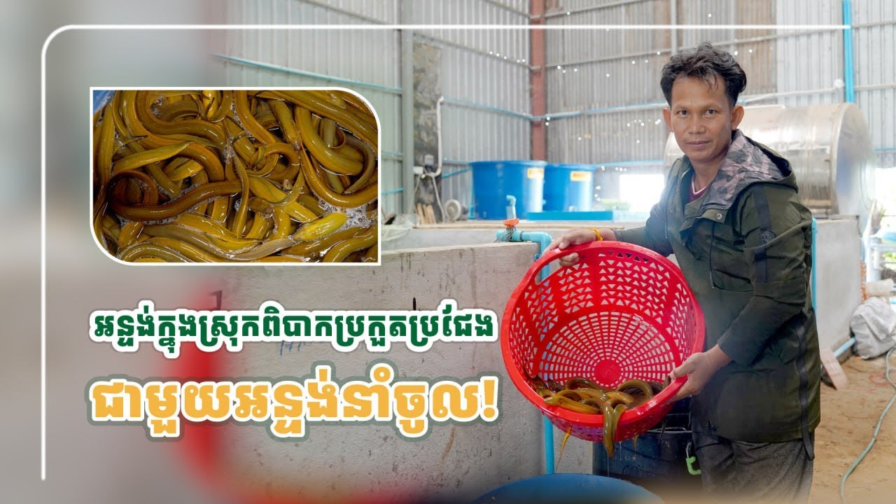 អន្ទង់ចិញ្ចឹមក្នុងស្រុក​ពិបាកប្រកួតប្រជែងតម្លៃជាមួយអន្ទង់នាំចូលពីប្រទេសជិតខាង#ចិញ្ចឹមសត្វ
