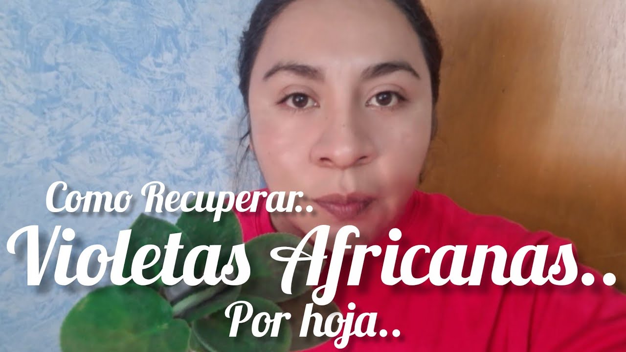 Como recuperar Violetas Africanas por Hoja??..  