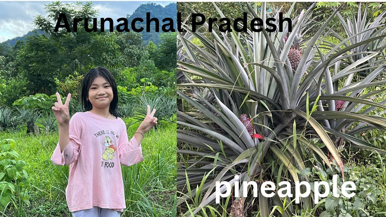 Arunachali kitchen garden || Local fruits and vegetables farming #kaying #नशा hi नशा #pineapple