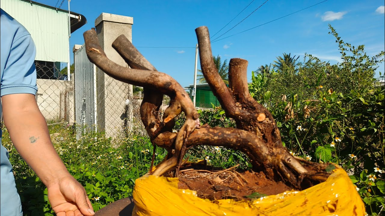 Mai rừng búp đỏ Bình Thuận mời ae tham khảo ủng 