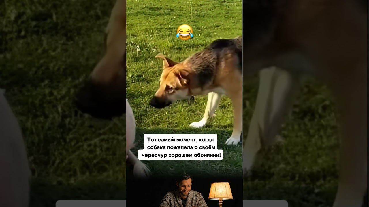 Ржу! Раз 10 посмотрел! Собаку жалко, но как же смешно 😂 #юмор #мем #смех #прикол