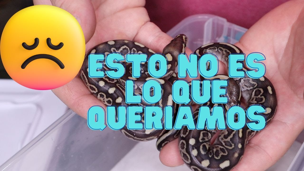 Nuestra penúltima puesta con resultados inesperados | nacimiento de serpientes pitón bola!
