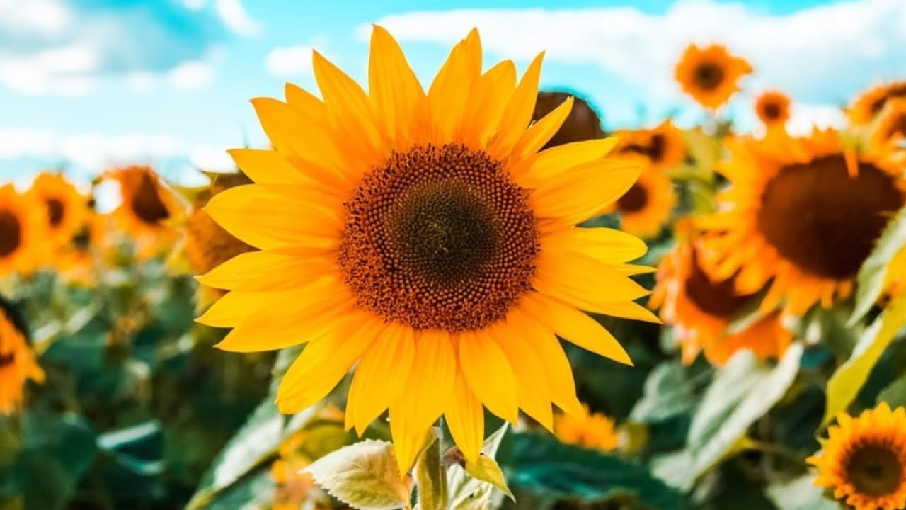 Meditação e Estabilidade Emocional - Ser como o girassol - com BK Lurdes Pinheiro