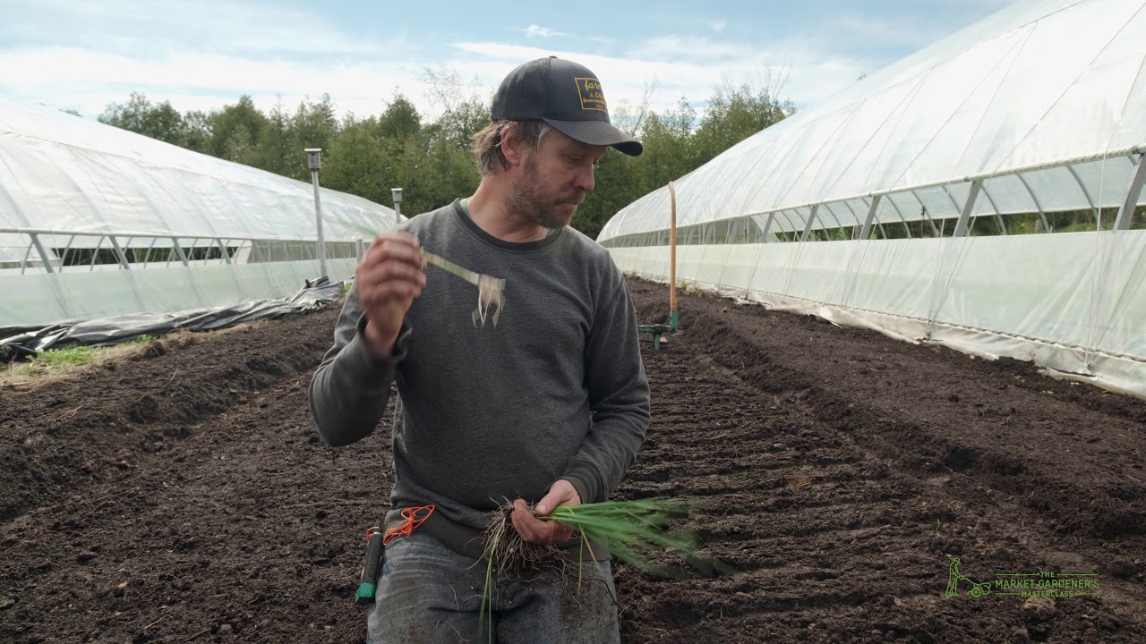How To Double Your Leek Production
