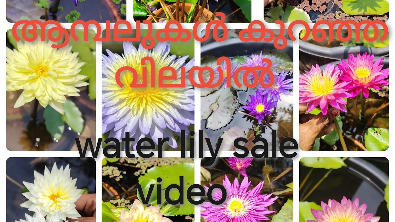 Multipetal tropical water lily sale video #youtube @devuplantsworldhttps://wa.me/+918289817841