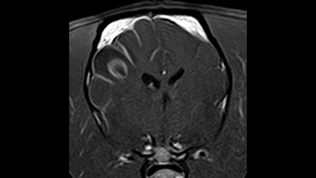 MRI of Canine Oligodendrogliomas