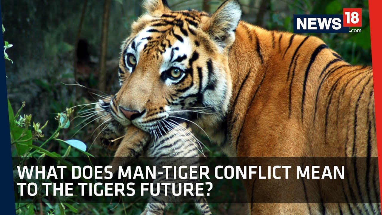 News18 Explains | Why Avni's Death Raises Questions On Tigers Future In India?