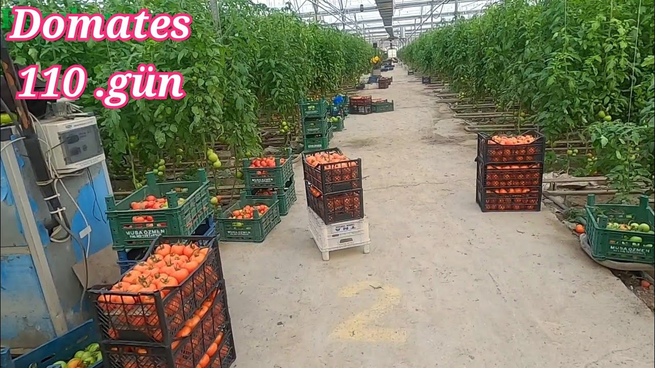 Domates yetiştiriciliği 110. gün ilk hasad . Mersin Tarsus Alifakı köyü