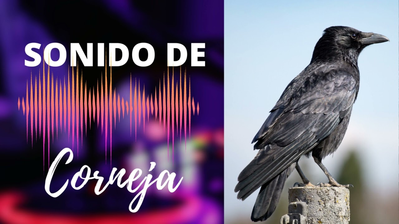 Sonido de Corneja (Canto) | Uso Libre y Gratuito | Sonidos en Alta Calidad HQ