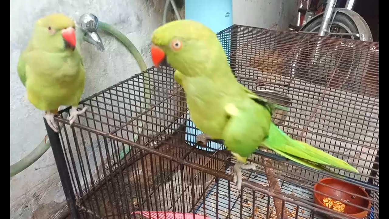 Male Parrot impressing indian ringneck female | Parrot mating dance