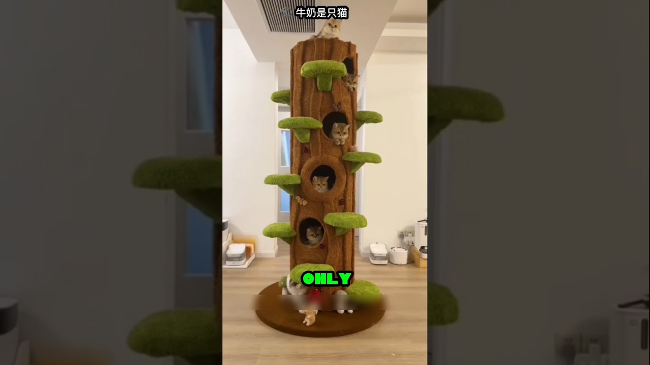 He Built a Cat Paradise from Trash&hellip; and Got Only 2 Likes 😭🐾