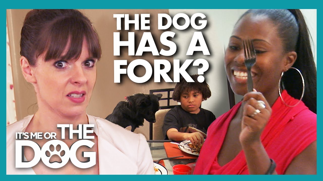 House Divided over Dog Fed Like a King During Mealtimes!  | It's Me or The Dog
