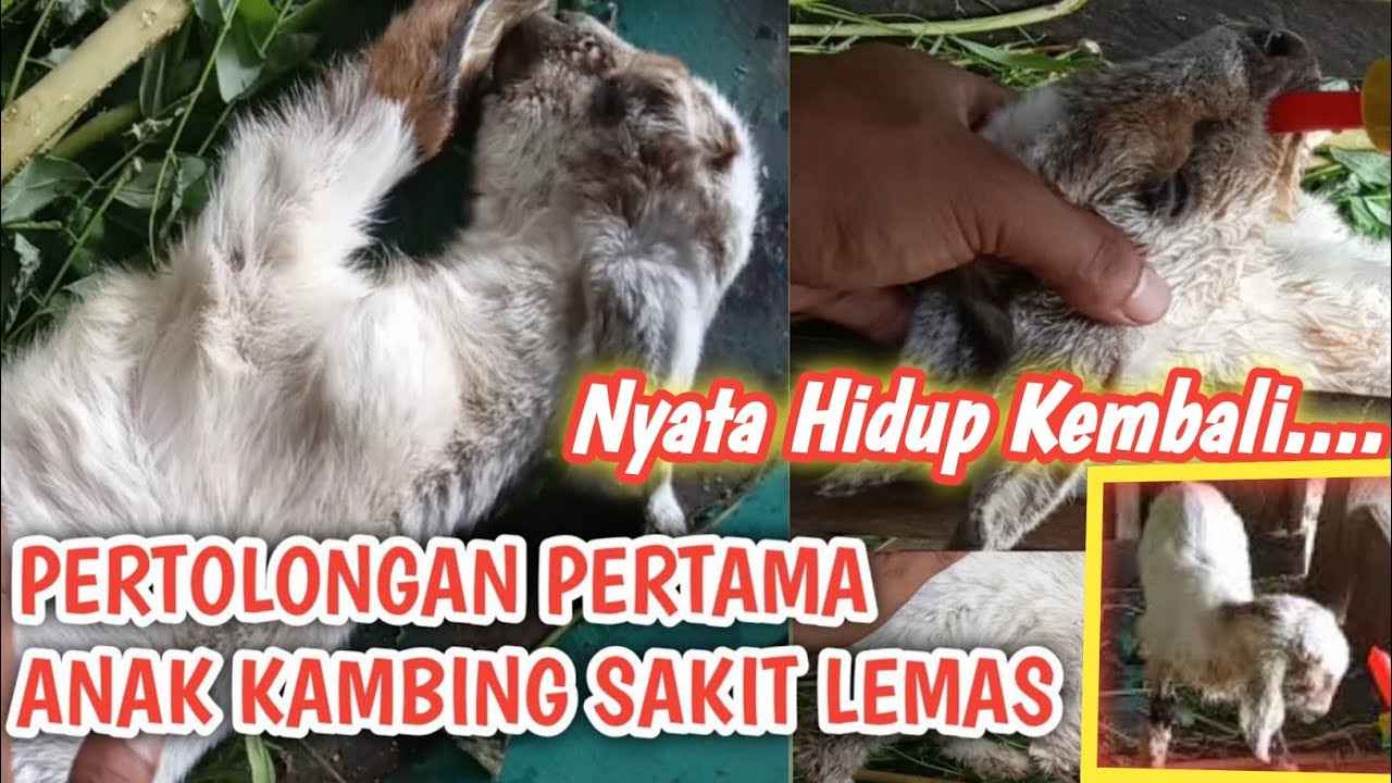 ANAK KAMBING HIDUP KEMBALI / MINUM OBAT TRADISIONAL