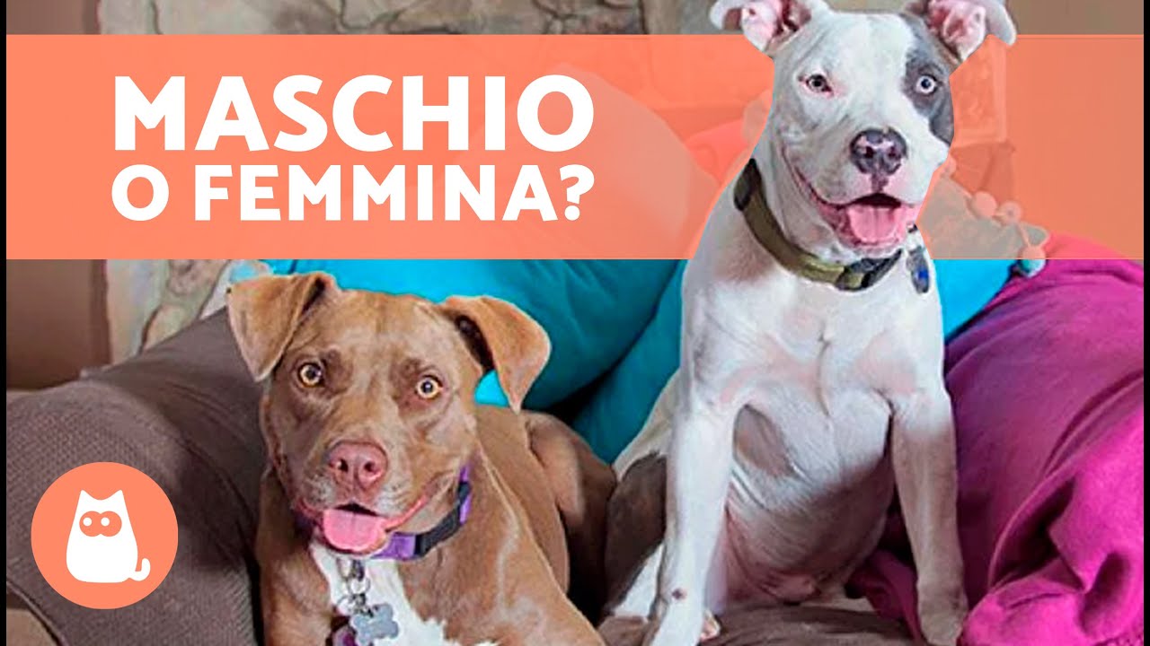 Differenze tra PITBULL maschio e femmina 🐕🐾 Qual è il migliore?
